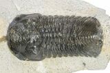 Bargain, Morocconites Trilobite Fossil - Ofaten, Morocco #340935-2